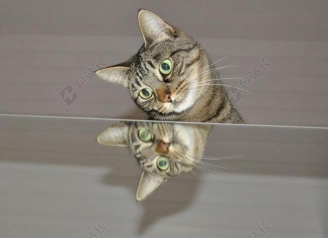 猫 镜子 动物世界 动物 国内的猫 镜像