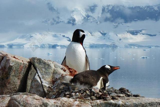 企鹅 鸟类 南极洲 关闭 动物世界 鸟巢