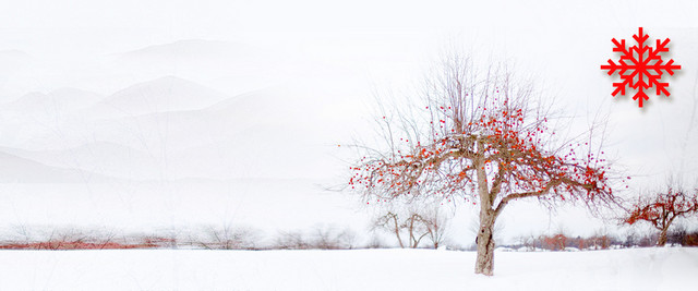 大雪雪松小清新景色BANNER