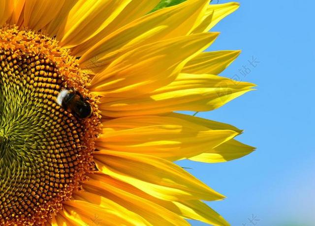 太阳花 赫梅尔 夏季 花园 开花 黄色 昆虫 向日葵 性质