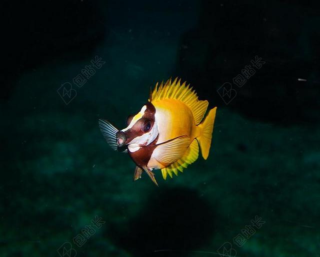 水族馆 鱼 海底世界 玩具 游泳 丰富多彩 黄色