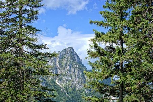 高山自然景观茂盛大树背景图片