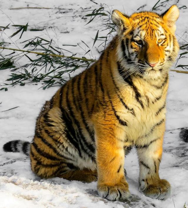 虎 虎崽 猫 年轻的动物 纽伦堡 野生 冬天 冷 年轻的老虎