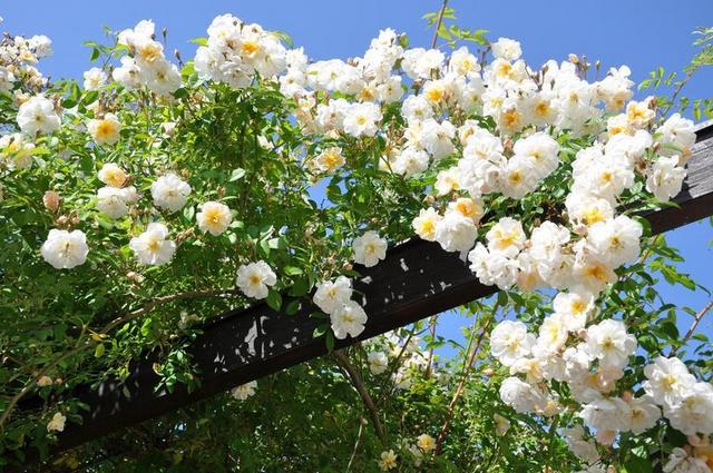 玫瑰 花 开花 藤本月季 白 天空