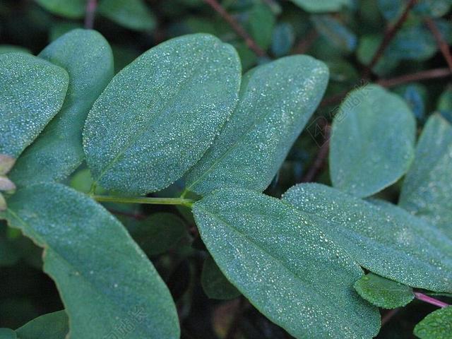 雪莓果 MORGENTAU 滴 露水 叶子 水 露珠 珠绣