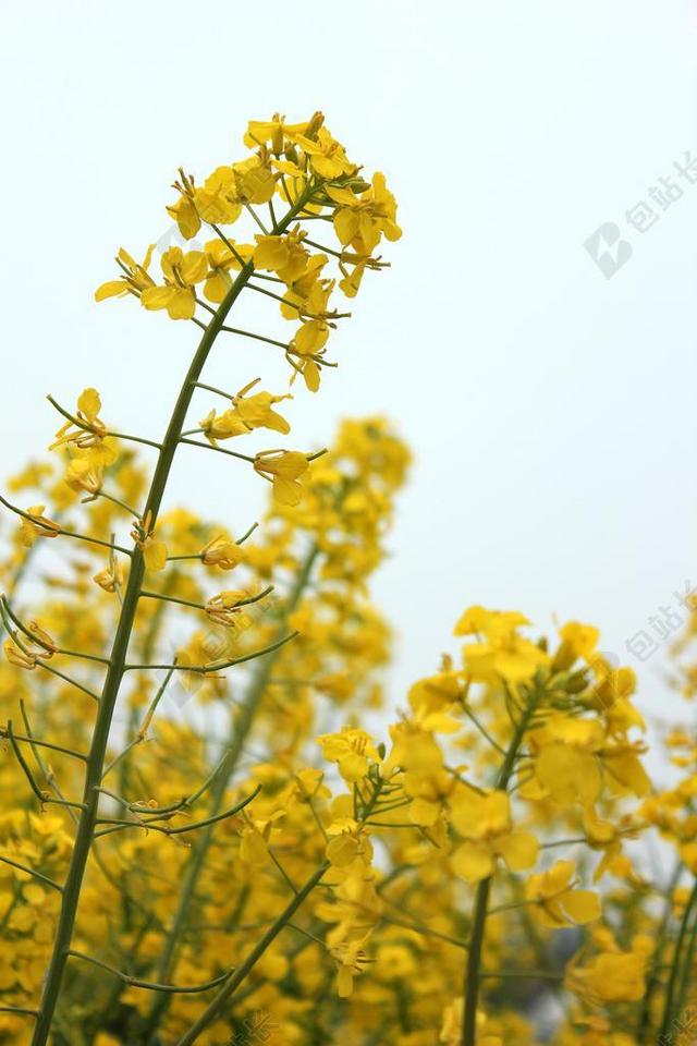 金黄 油菜花 春季 花田 灿烂 天空