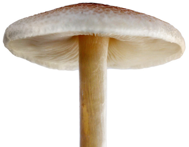 童话里的蘑菇