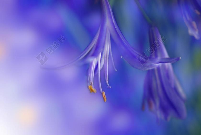 花 厂 开花 蓝色 性质 春天 照片 模糊的背景 种子 紫