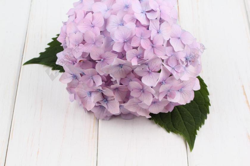 绣球 花 白 春 自然 花束 花的 优雅 夏天 特写