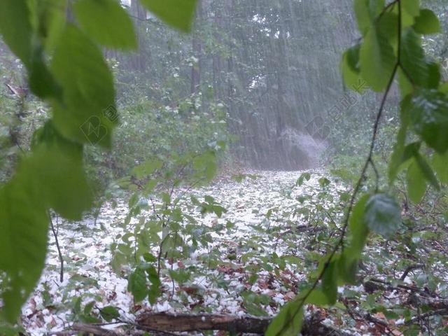 冰雹 风暴 雷暴 森林 树木 保护 沉淀 冰的肿块