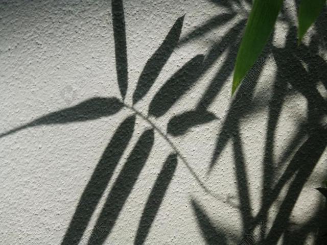 叶子 墙 侧影 叶 植物 自然 纹理 模式 绿色 夏天