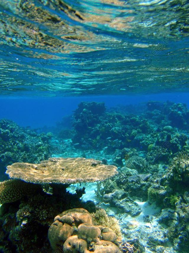 海洋生态珊瑚水下背景图片