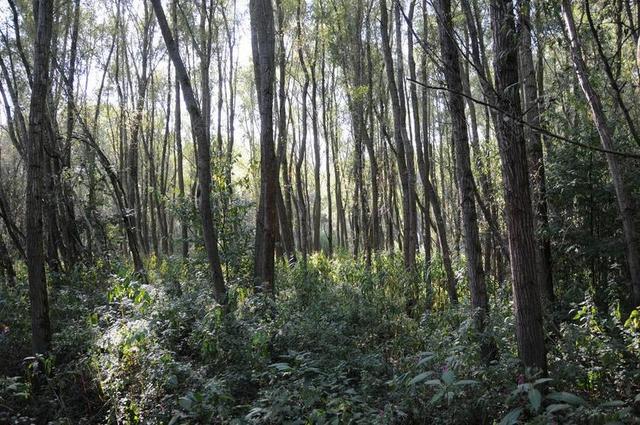 河岸带 灌木丛 光 性质 白杨 林林下 森林