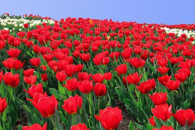 郁金香 郁金香海 鲜花 花坛 郁金香字段 TULPENBLUETE