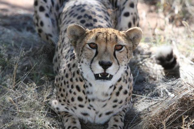 猎豹 捕食者 纳米比亚 野生 性质 荒野 野生动物园 野生动物