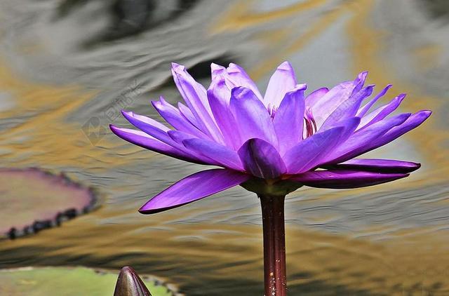 睡莲 独独黄 水生植物 开花 池塘 性质 盛开 花 花园池塘