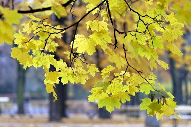 秋 公园 黄色 叶子 间隔 华沙 树 颜色 秋金