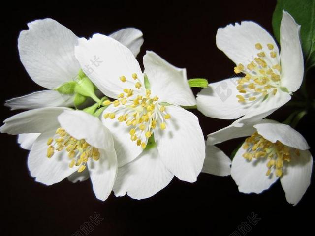 花卉 茉莉 布什 白 香气 招标 美丽 花瓣 宏
