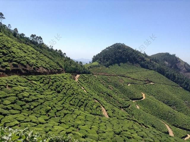 茶 人工林 自然 绿色 原野 农村 景观