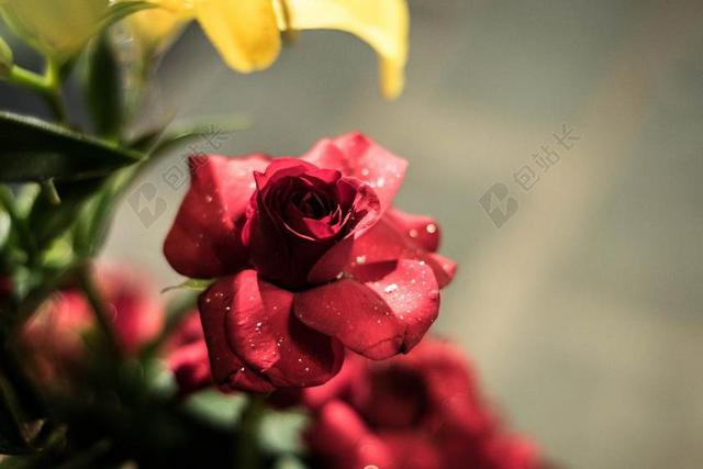 玫瑰 红玫瑰 花