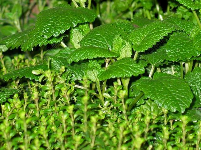 绿色自然植物药用植物生长背景图片