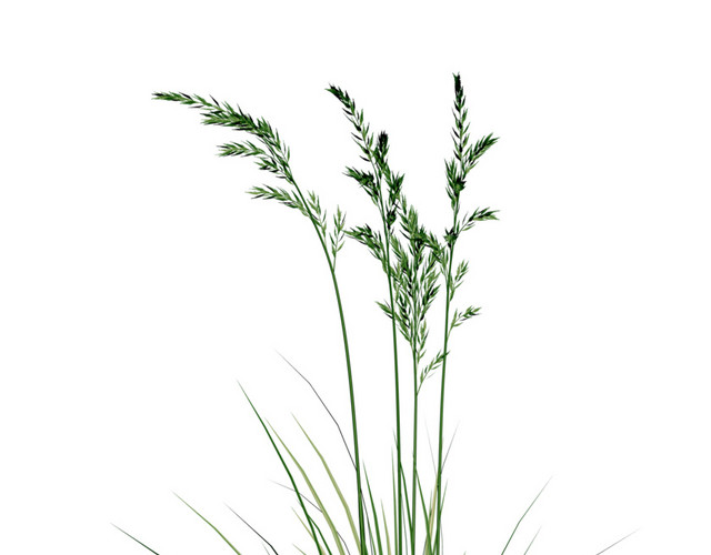 暗黑素材暗黑点缀 草