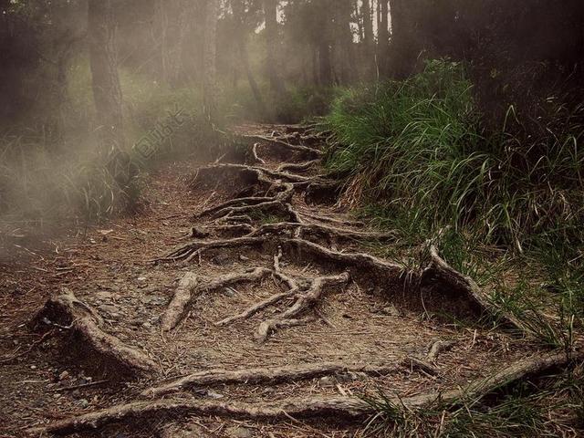 路径 根 山 薄雾 森林 恐怖 性质
