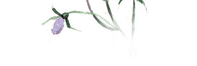 手绘植物沙参