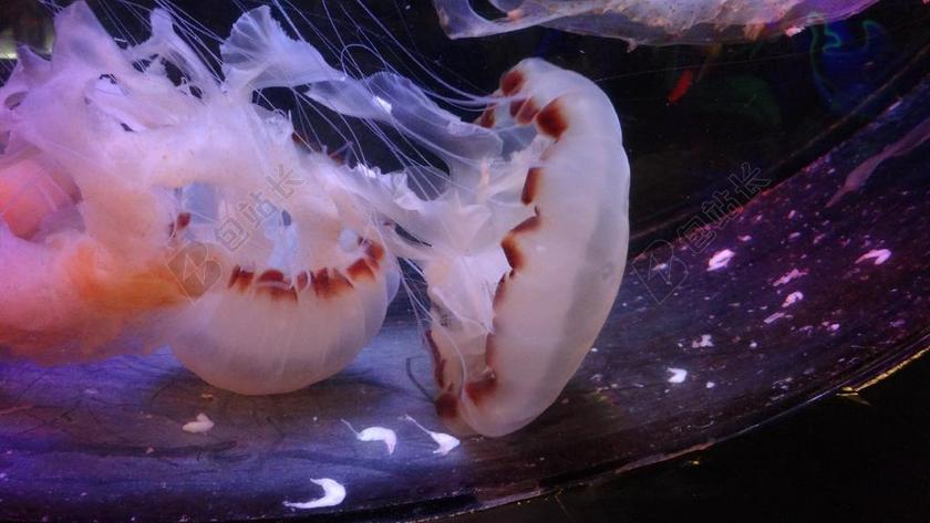 美杜莎 水母 水族馆 马来西亚