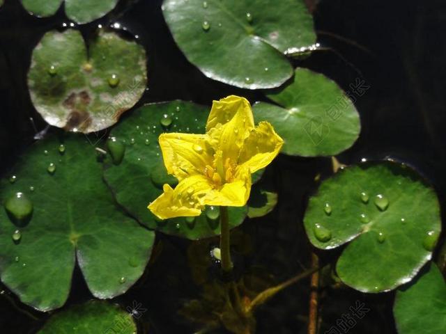 自然植物露珠黄色鲜花背景图片