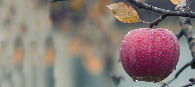 新鲜水果背景BANNER