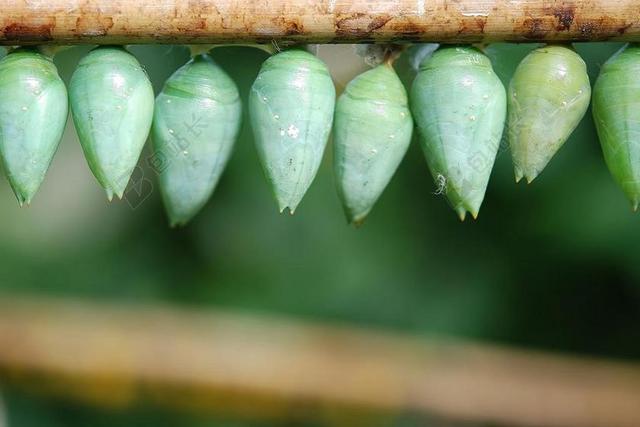 昆虫 野生动物 甲虫，昆虫 光明 小 微妙 脆弱 多彩 天线