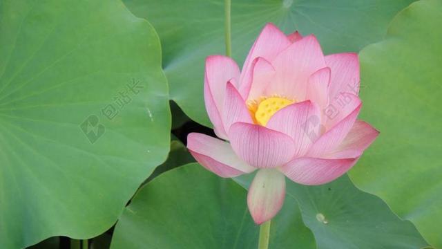 荷叶 花瓣 荷花 莲蓬 自来水厂 池子 开花