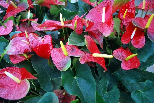 红掌 花 红色 猩红 叶子 植物 装饰 花园 天南星科