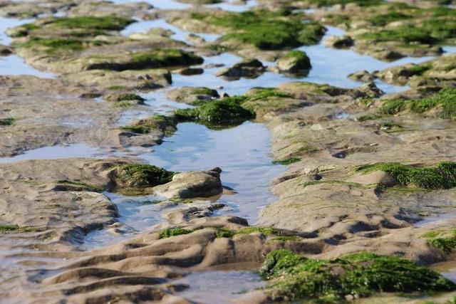 藻类 海岸 性质 湿 沙子 海滩 水 地表水