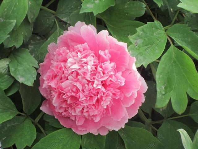 绿色自然植物盛开鲜花花朵背景图片