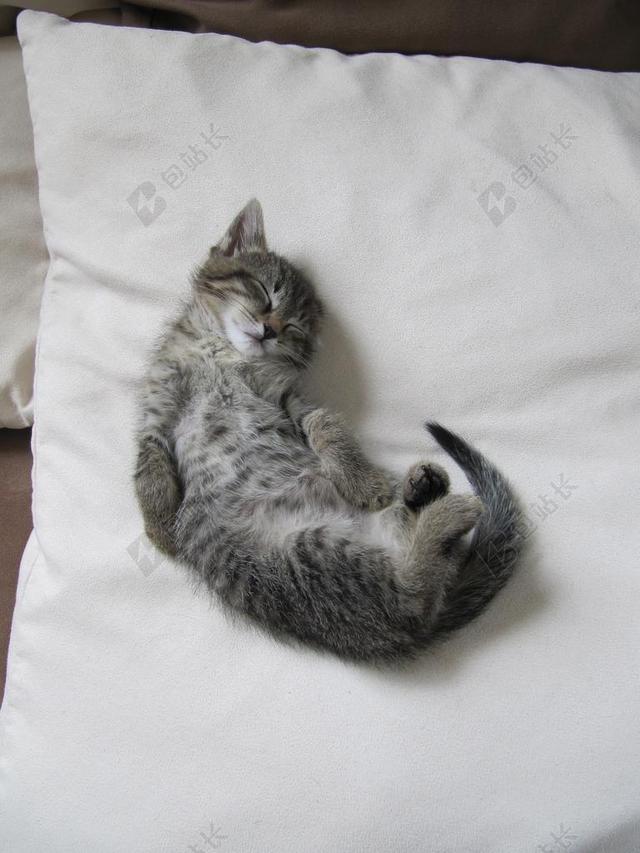白色枕头熟睡乖巧宠物猫背景图片