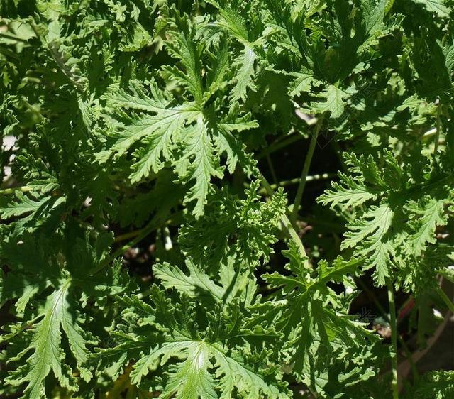 香茅叶 香茅 叶子 盆栽植物 植物 甲板 天井 自然