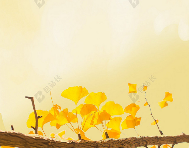 唯美秋天金秋金黄树林草丛海报BANNER背景