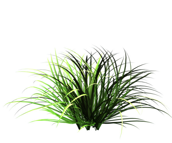 草植物