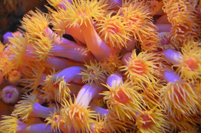 海底世界海洋生物海底动植物背景图片