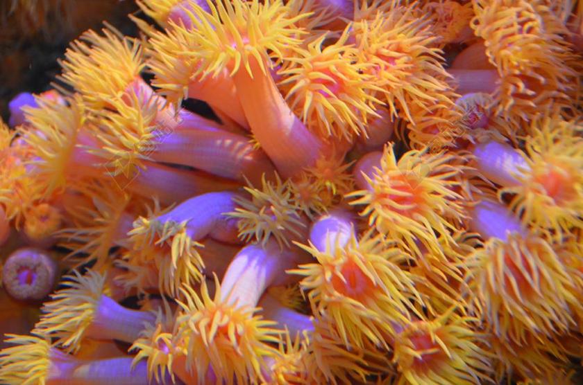 海底世界海洋生物海底动植物背景图片