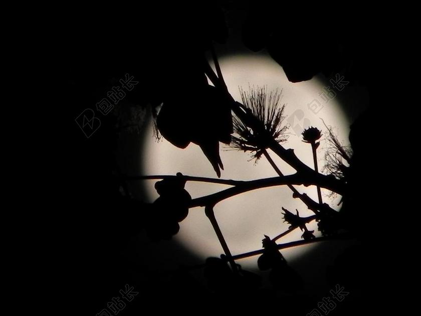 植物月亮和枝头的树叶背景图片