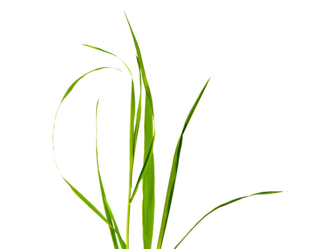 小草