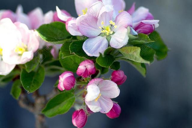 苹果花 苹果树 苹果树花 开花 春天 果园 性质