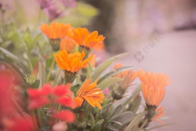 户外鲜花装饰花朵花卉园艺背景图片