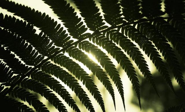 绿色户外光照树叶茂密含羞草背景图片