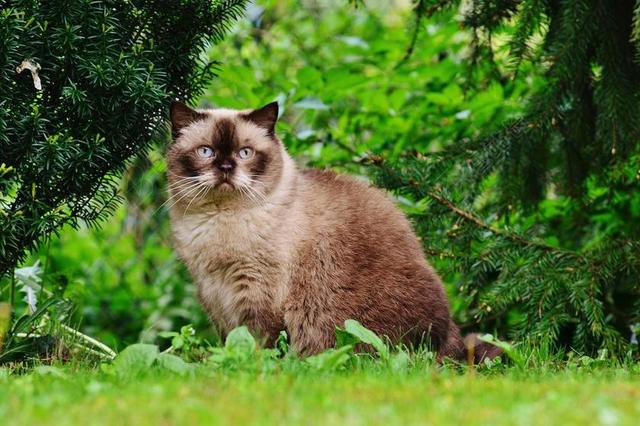 猫 英国短毛猫 MIEZE 蓝色的眼睛 花园 纯种 亲爱 甜