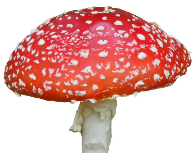 童话里的蘑菇