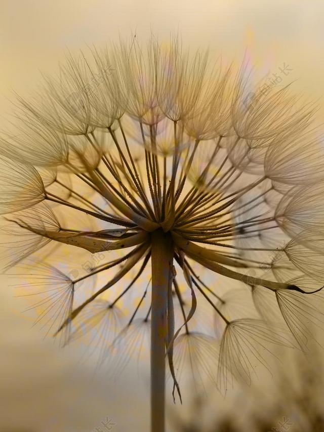 蒲公英 花 拉托 性质